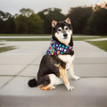 Family Pajamas Holiday Toss Cotton Pet Bandana Multicolor L/XL